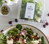 burrrata og kirsuberja kjúklingasalat