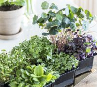 Sprettubrauð - prótein og trefjaríkt ristabrauð með túnfisk, kotasælu og sprettum