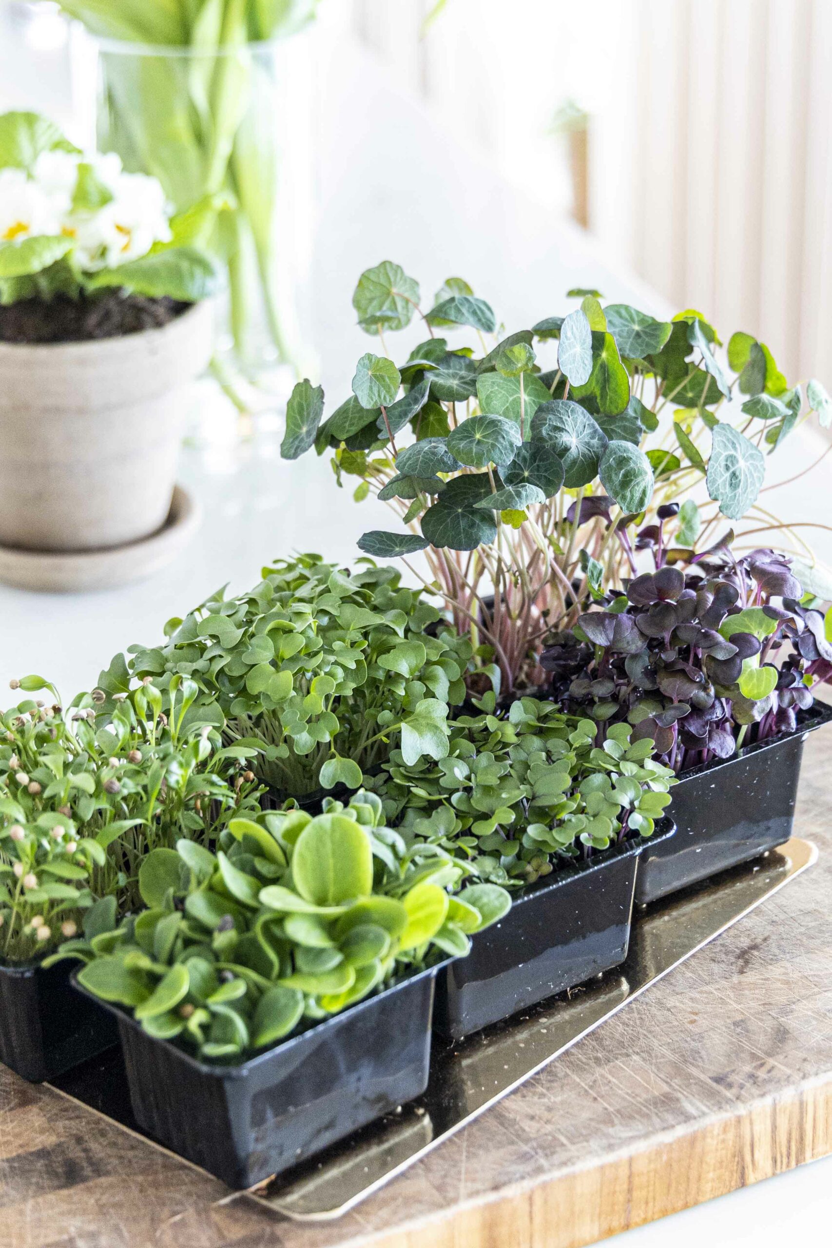 Sprettubrauð - prótein og trefjaríkt ristabrauð með túnfisk, kotasælu og sprettum