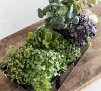 Sprettubrauð - prótein og trefjaríkt ristabrauð með túnfisk, kotasælu og sprettum